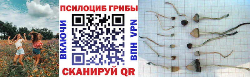 Галлюциногенные грибы мицелий  где купить наркоту  Новое Девяткино 